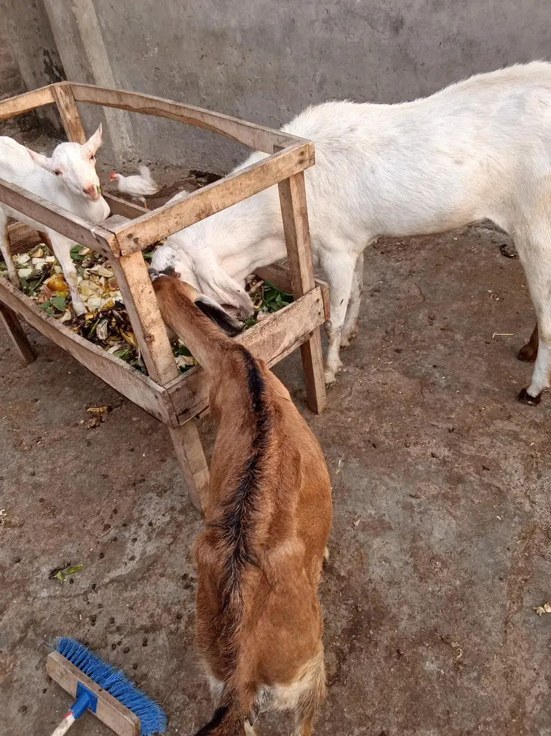 Teda kanj male and bakri gaban03264327019 — photo 8