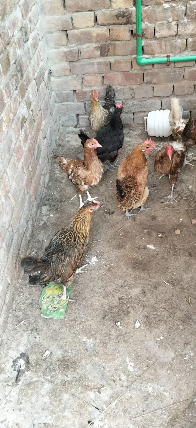 desi murgi eggs wali — photo 2