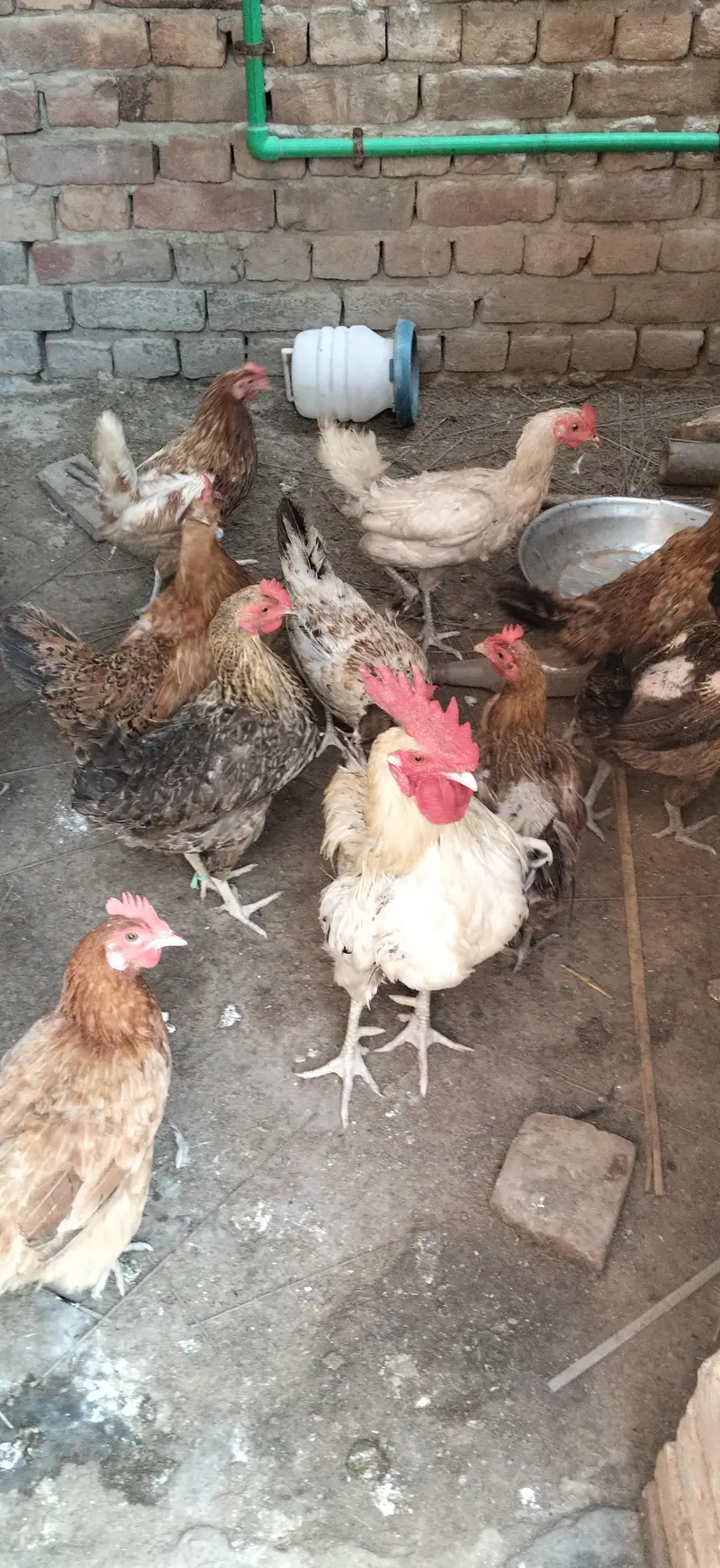 desi murgi eggs wali — photo 3