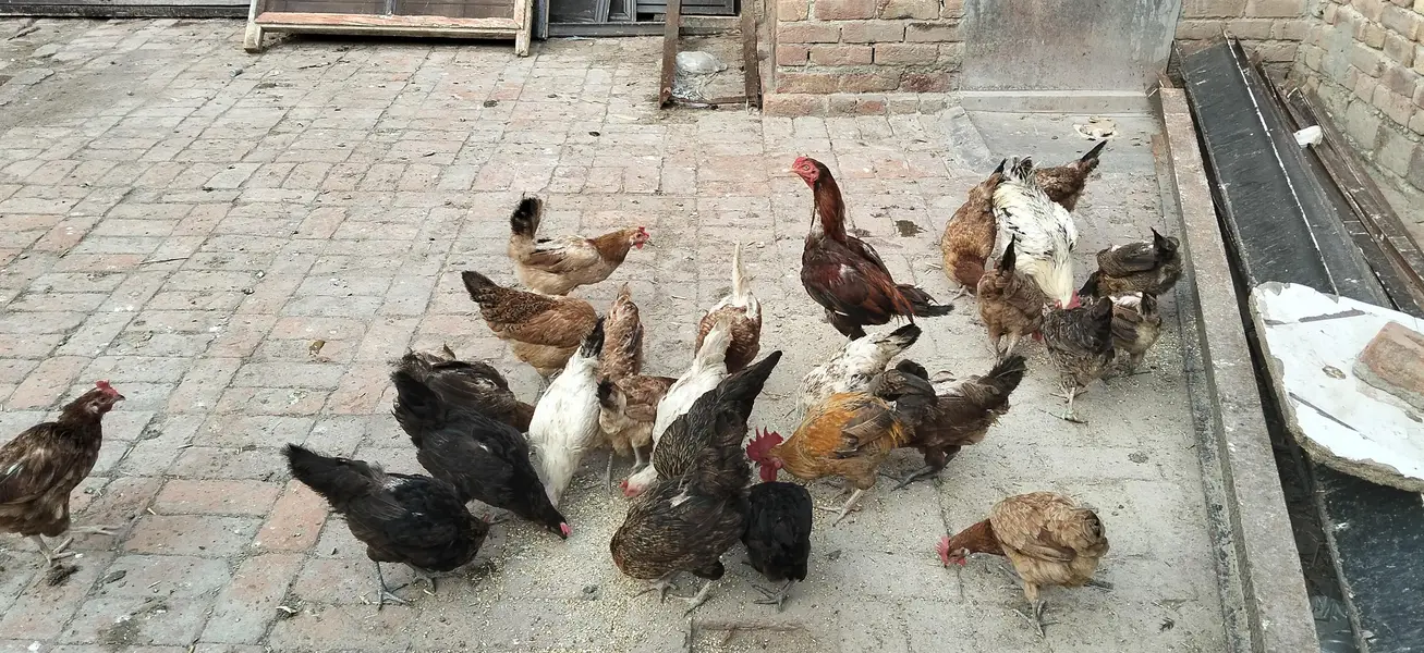 desi murgi eggs wali — photo 6