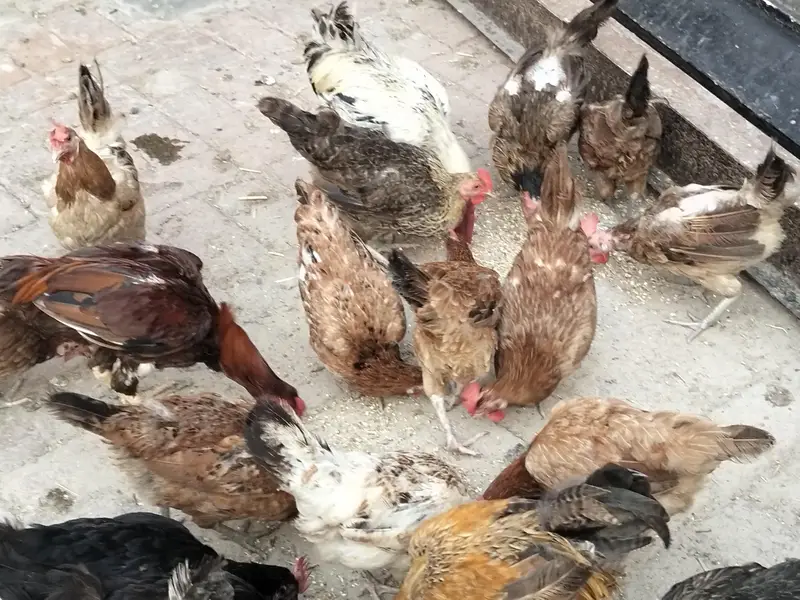 desi murgi eggs wali — photo 8