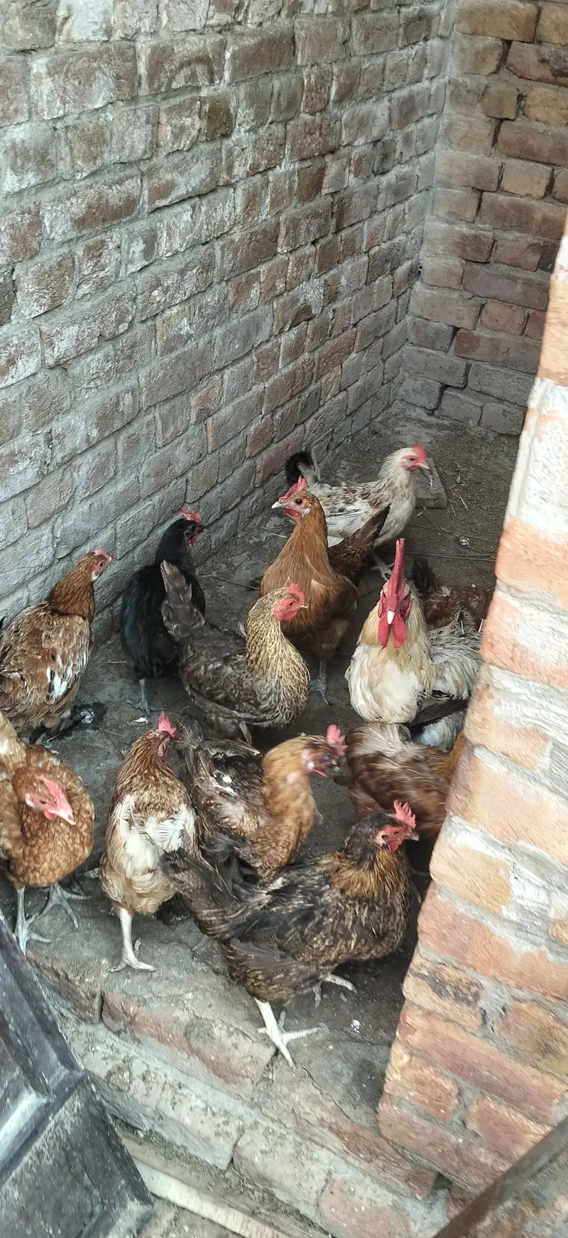 desi murgi eggs wali — photo 9