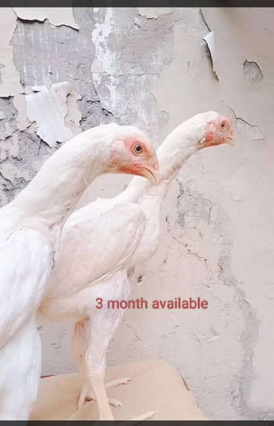White  shamo  chicks aur  Black shamo chicks /Shamo AseelOh shamo |