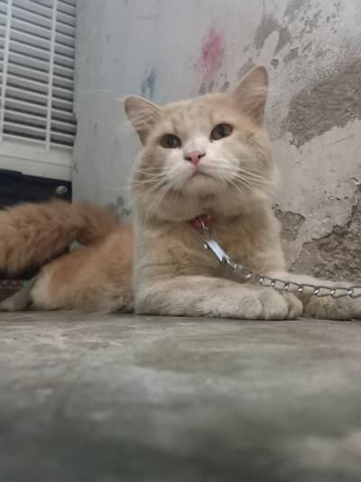 Beautiful & Playful Persian/Semi-Longhair Male Cat for Sale