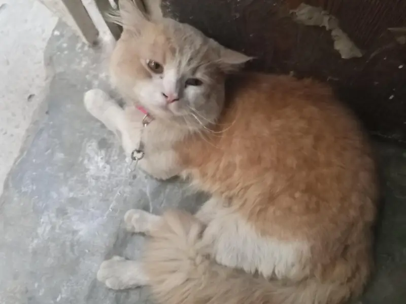 Beautiful & Playful Persian/Semi-Longhair Male Cat for Sale — photo 2