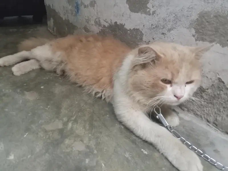 Beautiful & Playful Persian/Semi-Longhair Male Cat for Sale — photo 3