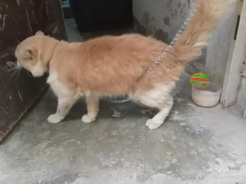 Beautiful & Playful Persian/Semi-Longhair Male Cat for Sale — photo 4