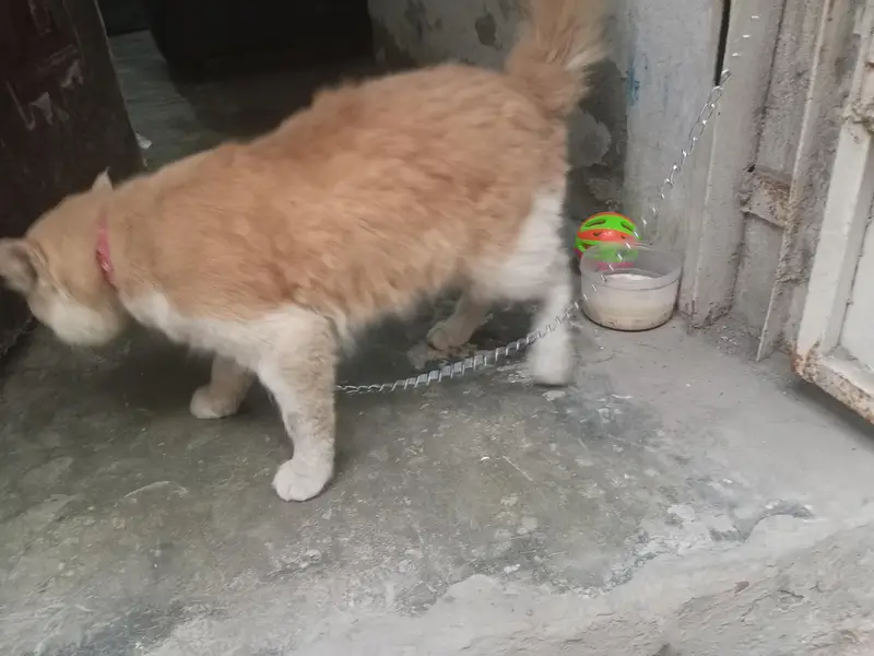Beautiful & Playful Persian/Semi-Longhair Male Cat for Sale — photo 5