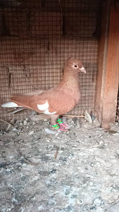 Chotidar kachpara male