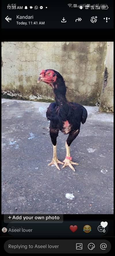 aseel mianwali hen