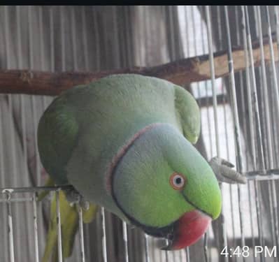 tamed indian ringneck male taking over 10+ words