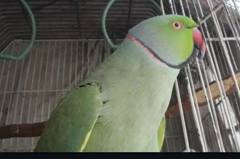 tamed indian ringneck male taking over 10+ words — photo 2