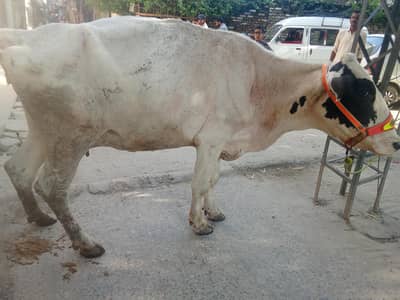 Fresion cross cow