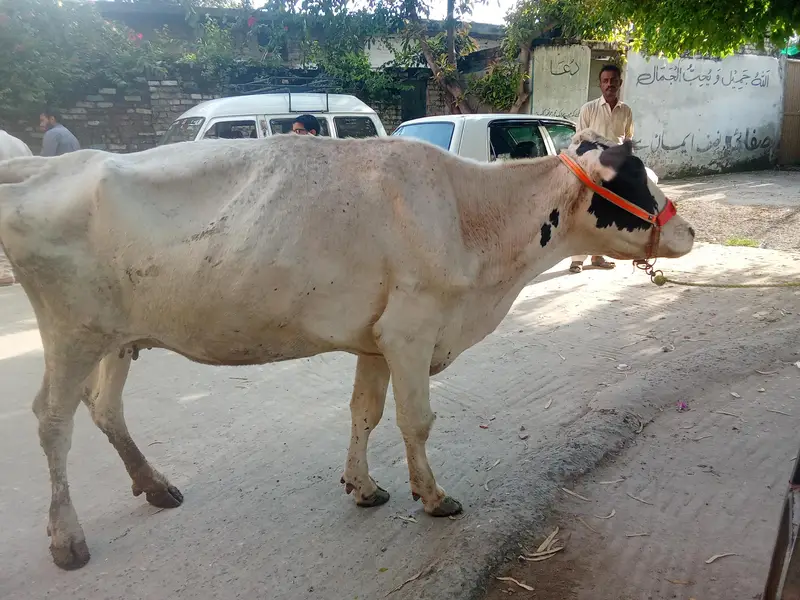 Fresion cross cow — photo 2