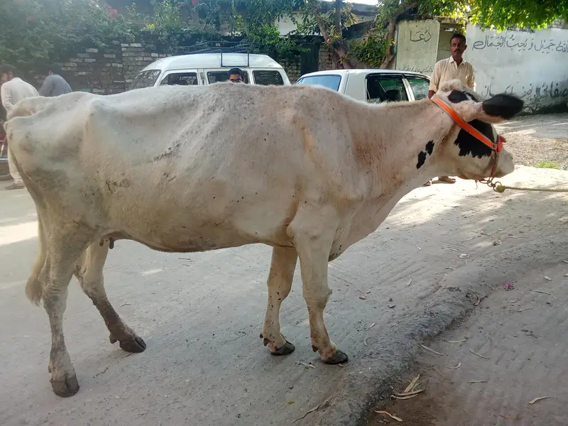 Fresion cross cow — photo 3