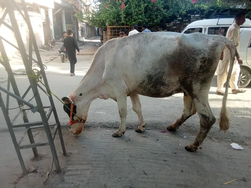 Fresion cross cow — photo 6