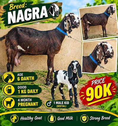 bakri / nagra bakri / makhi cheeni bakri / beetal / goat / gaban bakri