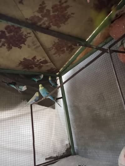 breeder parrots