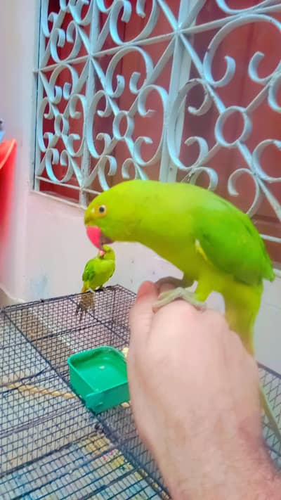 Healthy green parrot pair for sale