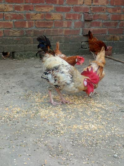 1 male 4 female
