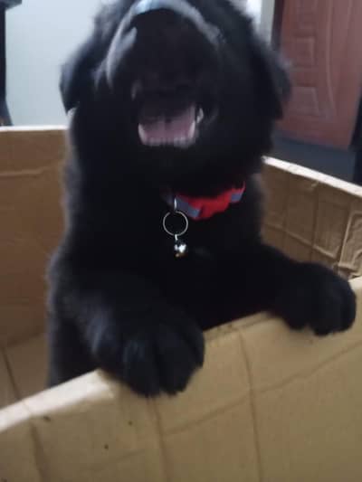 black German shepherd