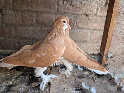Red and Zard Sherazi Breed Pair for sale