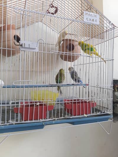 2 pair with cage and nest and extra feeder