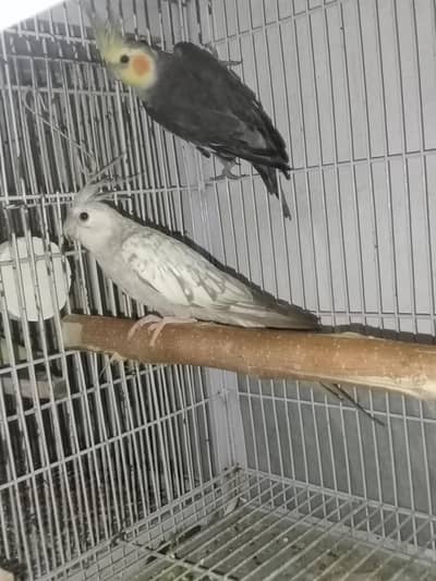 Cocktails Pair Yellow face X Cheeey female