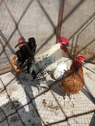 golden misri egg laying hens and desi male for sale