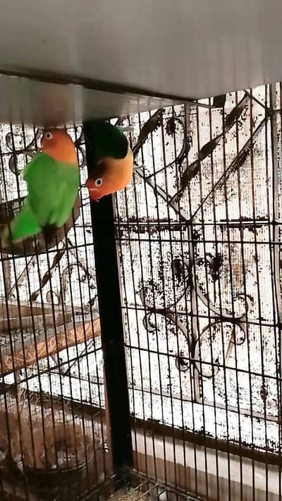 good breading pair