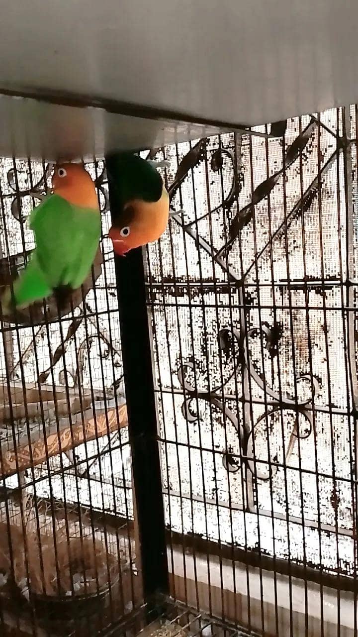 good breading pair 0