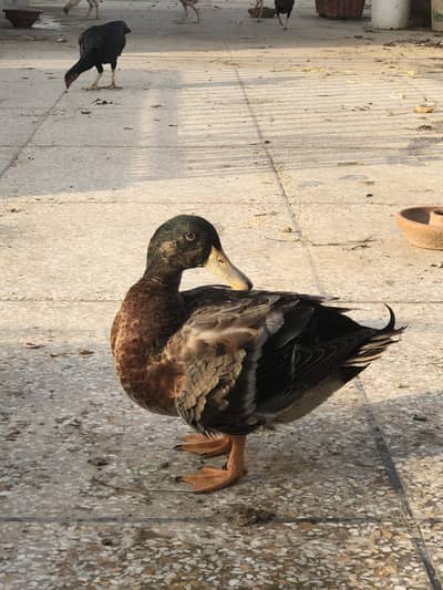 Duck male for new home