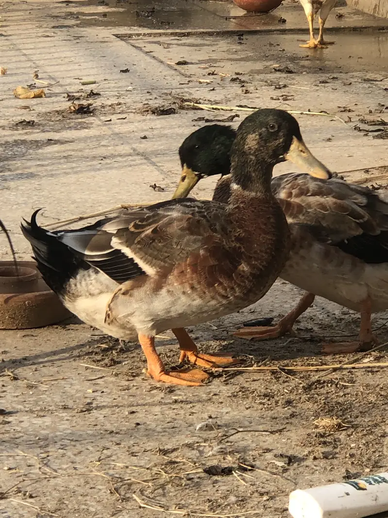Duck male for new home — photo 2
