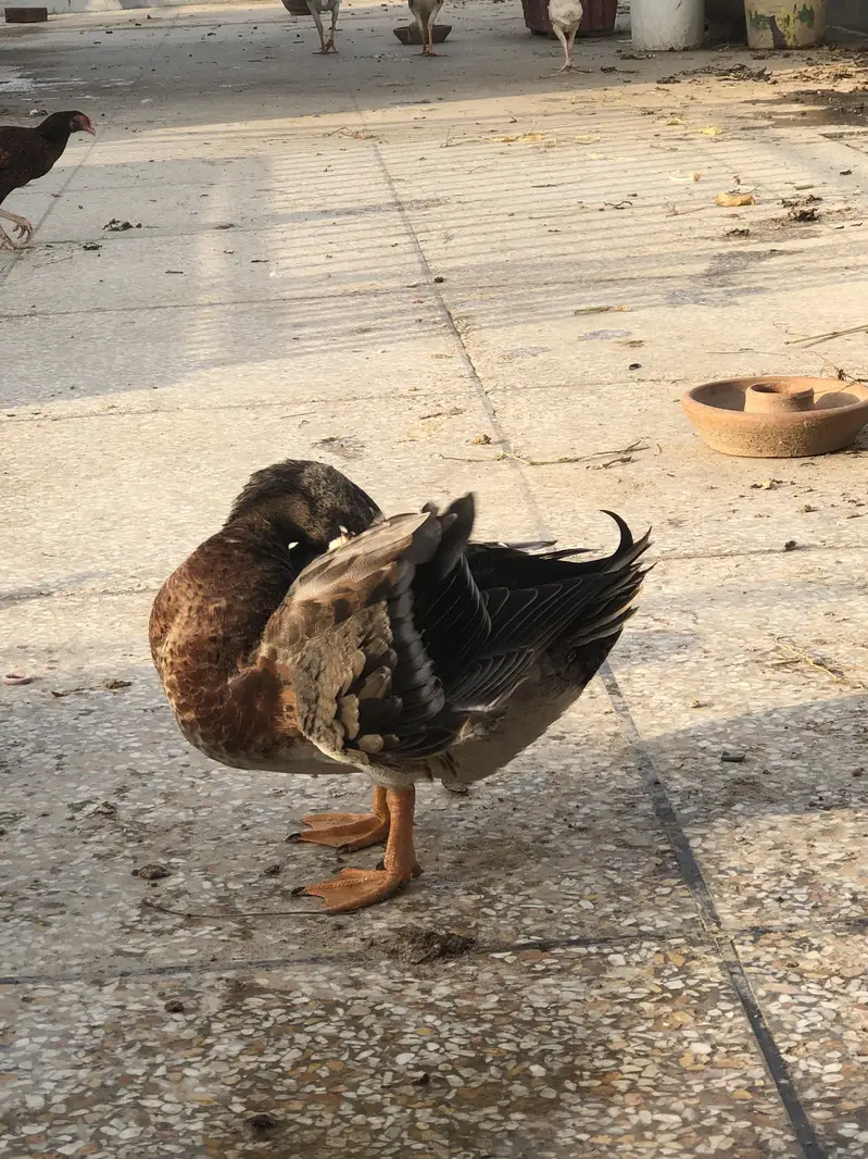 Duck male for new home — photo 3