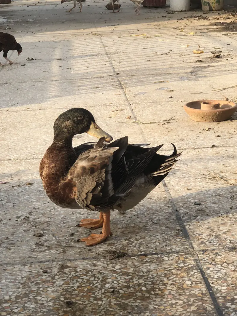 Duck male for new home — photo 4