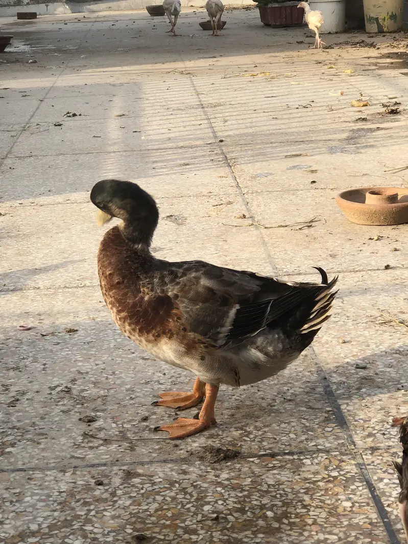 Duck male for new home — photo 5