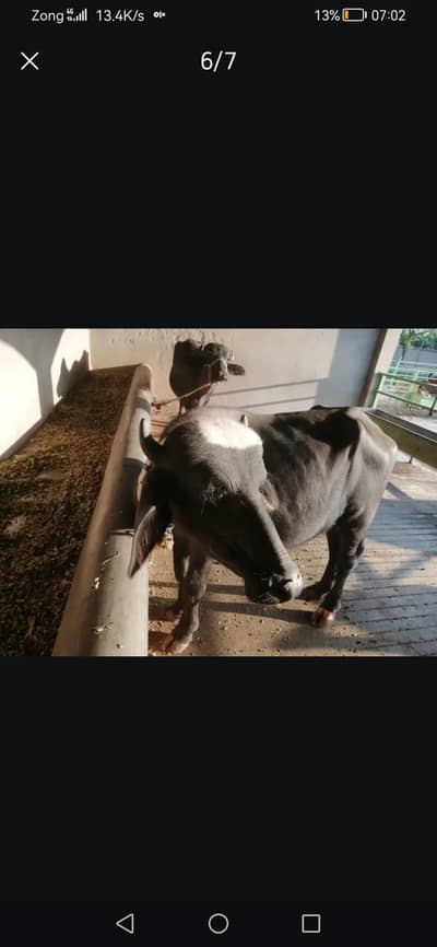 katta for sale