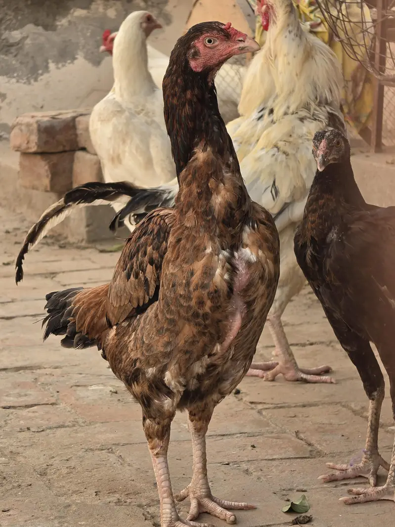 asel hai andy b dy rhi hai daily — photo 2