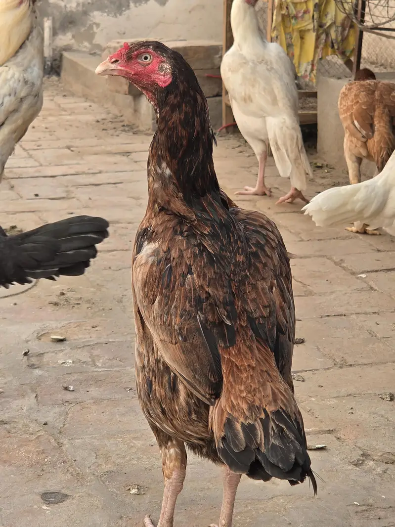 asel hai andy b dy rhi hai daily — photo 3
