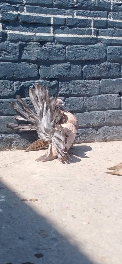 indian Fantail