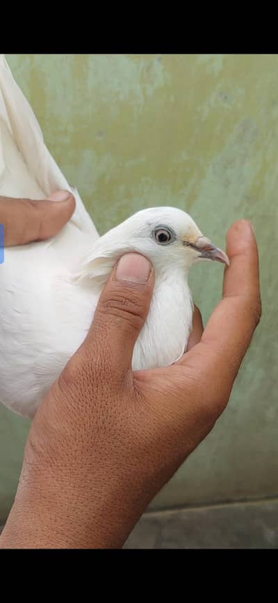 white washi femal for sale. .