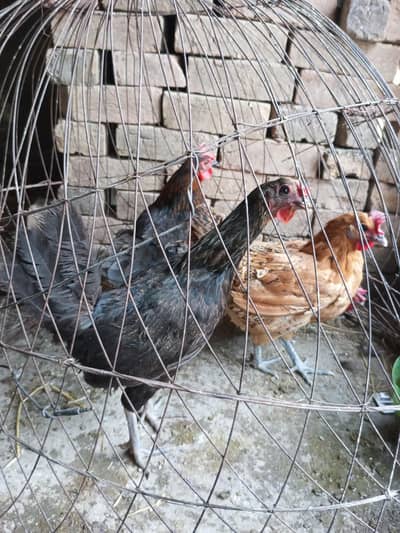 egg laying golden misri hens