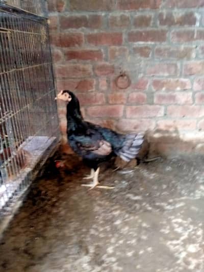 mainwali chicks for sale total 9 piece ha