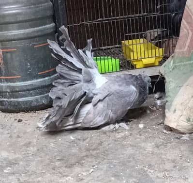 American Fantails