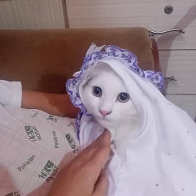 white fully kitten