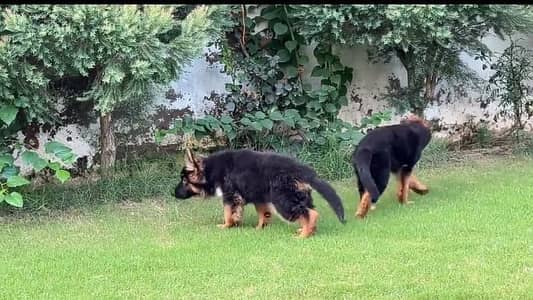 German Shepherd long coat puppies for sale  WhatsApp my 03469014953