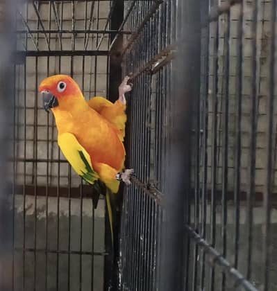 Sunconure dna male/ Rosella male