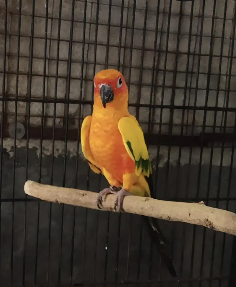 Sunconure dna male/ Rosella male — photo 2
