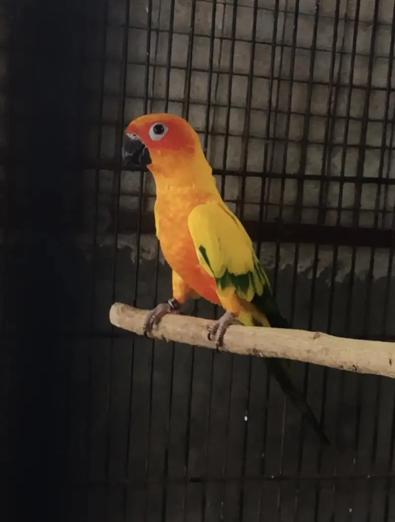 Sunconure dna male/ Rosella male — photo 3