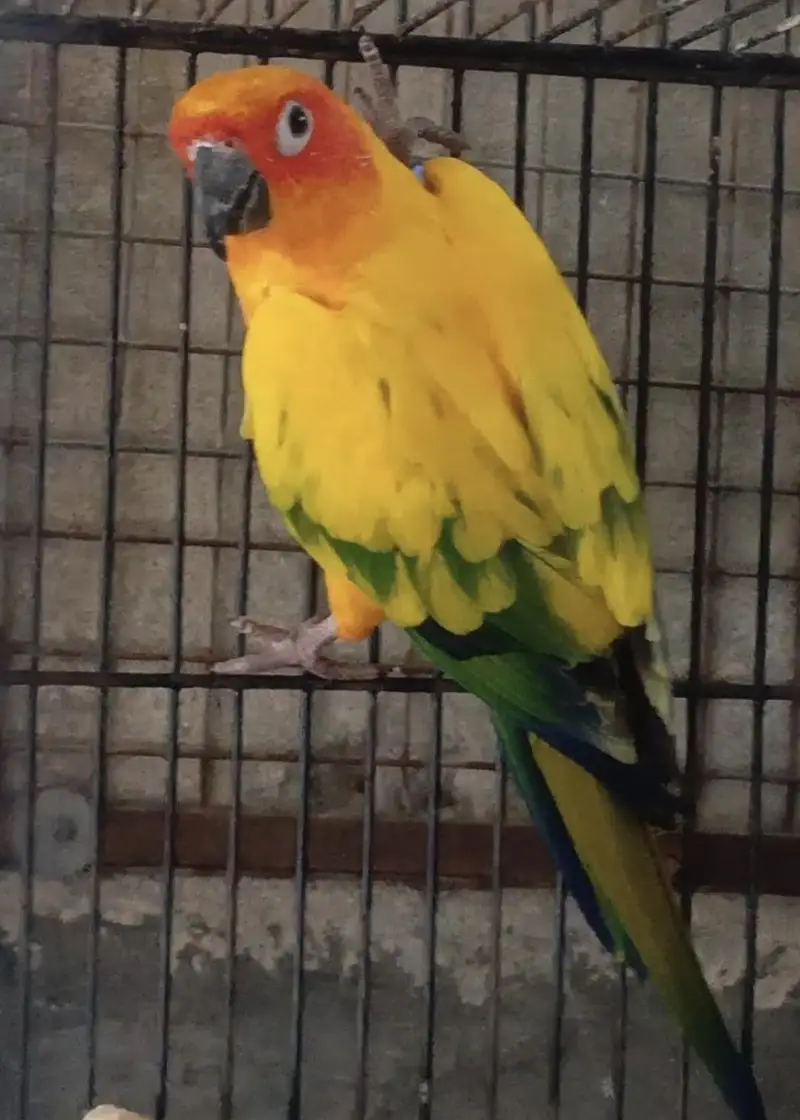 Sunconure dna male/ Rosella male — photo 4